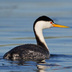 Breeding adult. Note: white above eye, yellow bill and pale flanks.