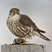 Taiga female Merlin