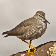 Breeding plumage