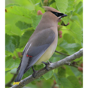 Bird of the week image