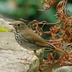 Note: reddish tail contrasts with reddish-brown back.