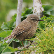 Note: plain brown with buffy eye-brow; short, often cocked tail.